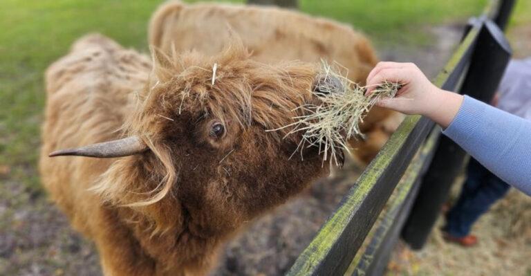 There’s an Alpaca and Mini Cow Farm Near West Palm Beach That’s Almost Too Cute