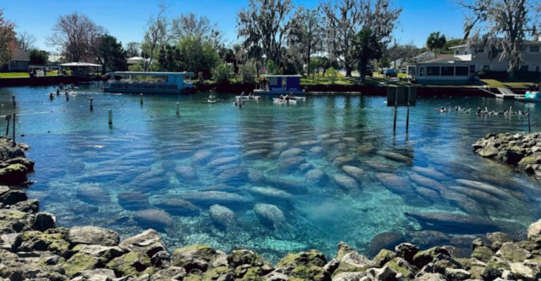 These 13 Florida Spots Let You See Wild Manatees Up Close