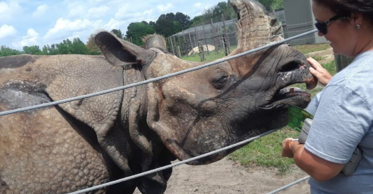 These 8 Florida Animal Rescues Let You Meet Incredible Creatures While Supporting A Good Cause