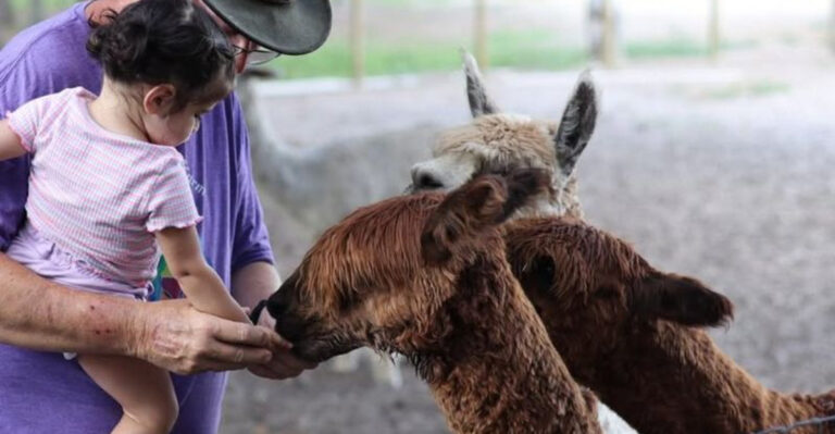 This Charming Florida Farm Turns A Day With Alpacas Into The Cutest Little Adventure