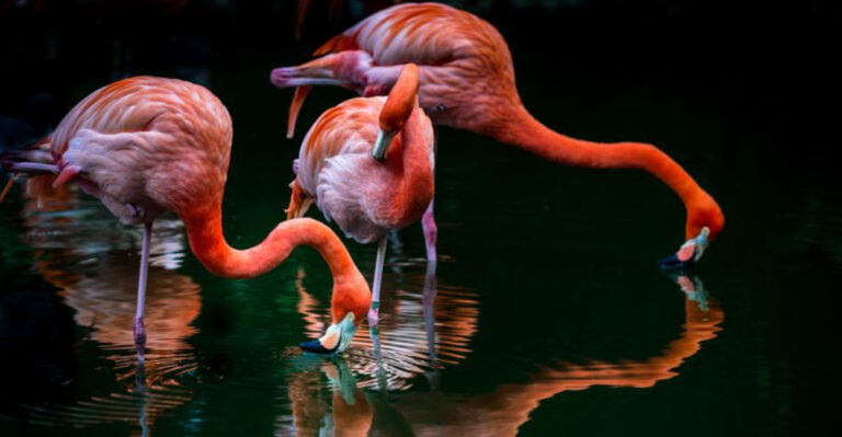 This Davie Sanctuary Lets You Hand-Feed Flamingos and Explore 60 Acres Of Wild Florida