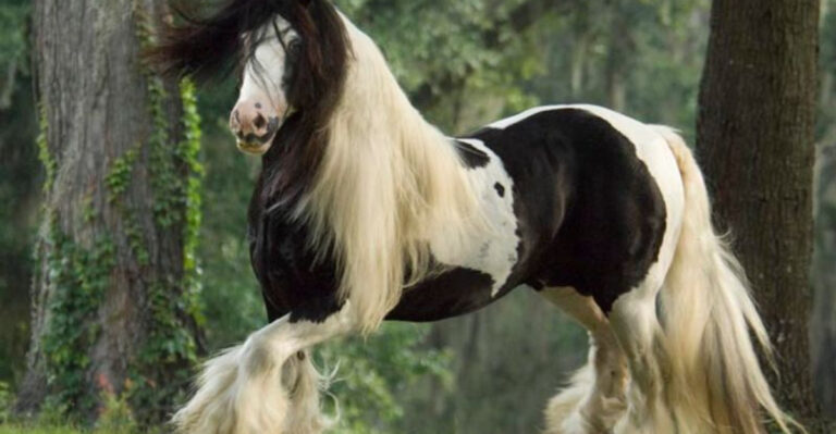 This Family-Run Farm In Florida Has Baby Clydesdales And 36 World Championship Titles