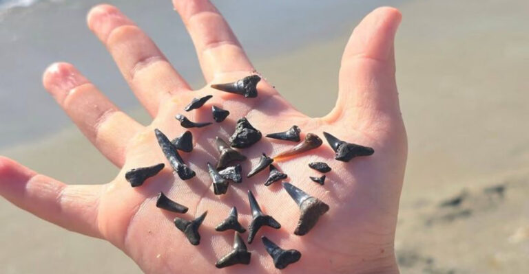 This Florida Beach Town Is Known As The Shark Tooth Capital Of The World