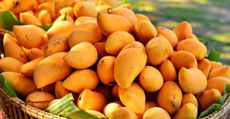 This Florida Garden Throws A Mango Festival With Hundreds Of Varieties To Taste