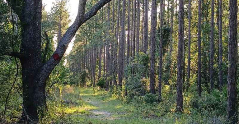 This Hidden South Jacksonville Spot Is One of the City’s Best-Kept Secrets