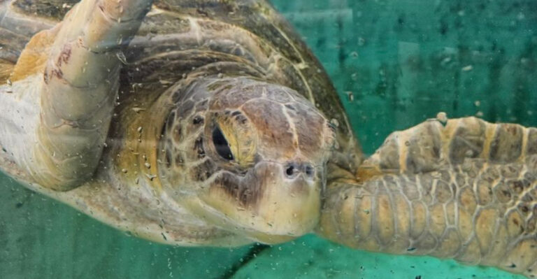 Watch Sea Turtles Nest on a Guided Walk Just 1 Hour 20 Minutes From Miami