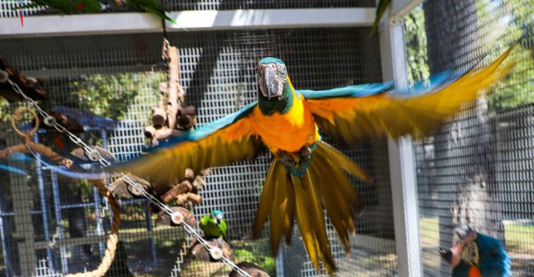 We Found A Central Florida Bird Sanctuary Where Hundreds Of Colorful Birds Eat Right From Your Hand