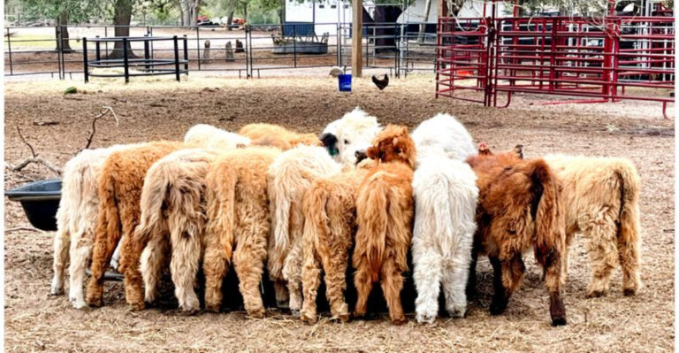 You Can Meet Miniature Donkeys at This Sweet Farm 45 Minutes from Orlando