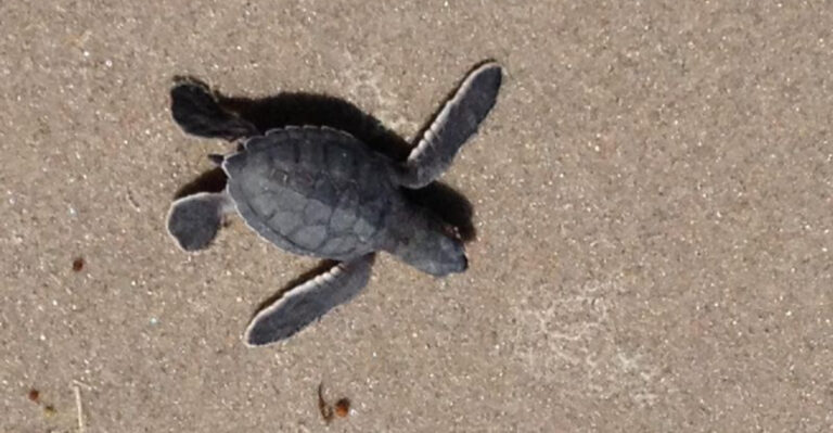 10 Florida Beaches Where Sea Turtles Hatch Right on the Sand