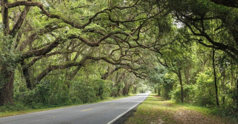 11 Country Roads In Florida That Are Worth Rolling The Windows Down For