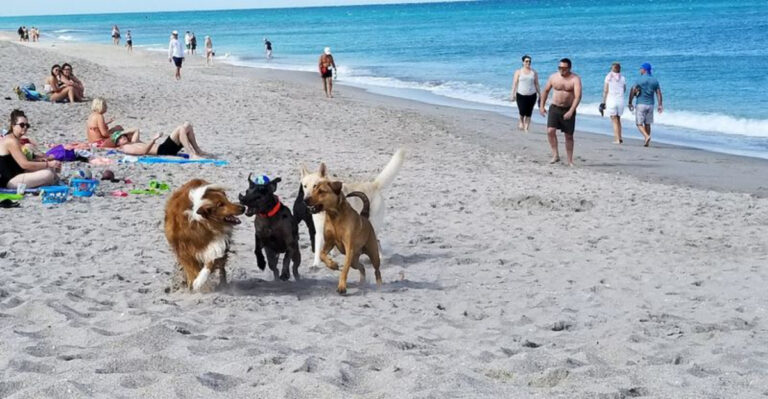 11 Florida Beaches Perfect For A Fun Day Out With Your Dog