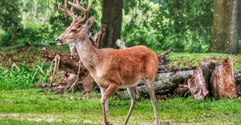 15 Florida Parks Where You Never Know What Animal You’ll Spot Next