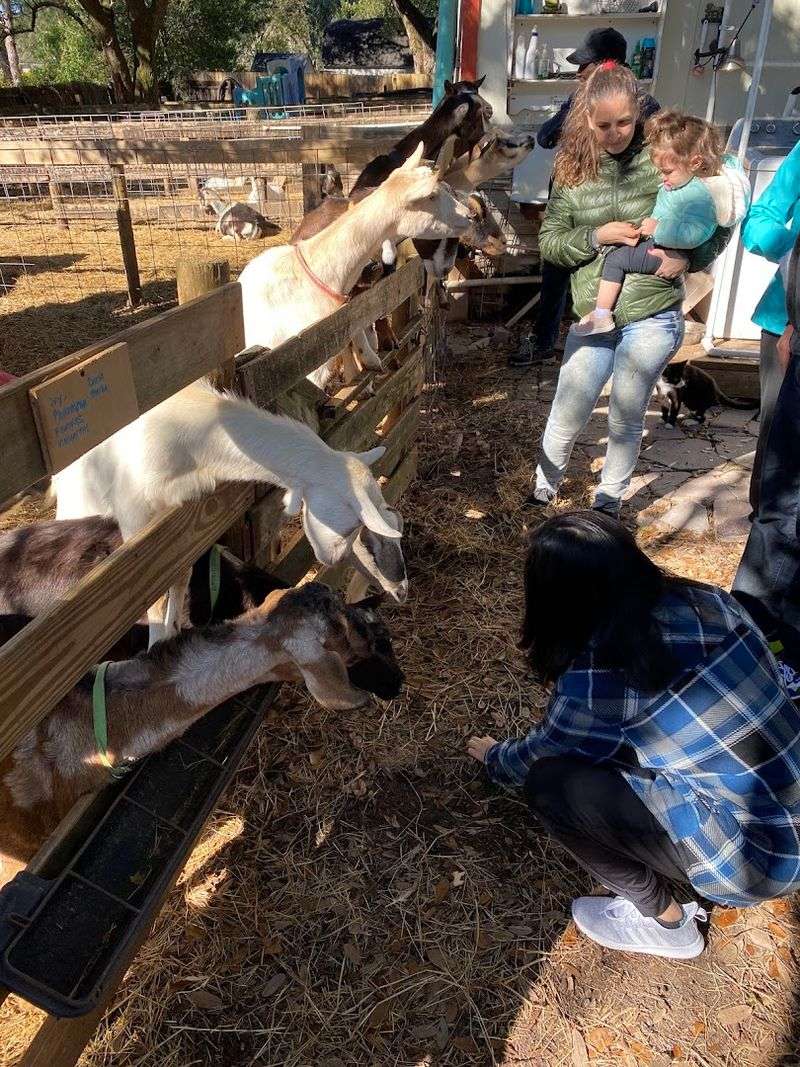 The Dancing Goat Dairy — Tampa