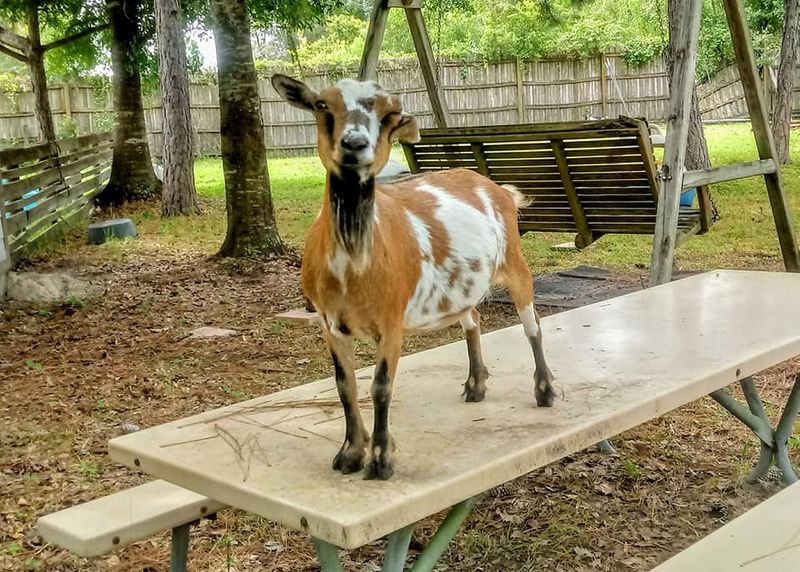 Farmhouse Animal & Nature Sanctuary — Myakka City