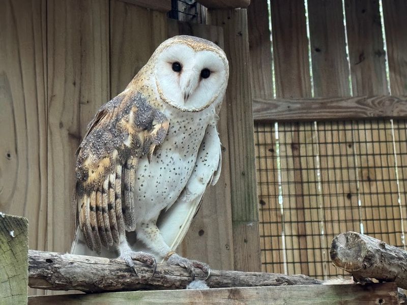 The Rescue Mission Behind Every Enclosure