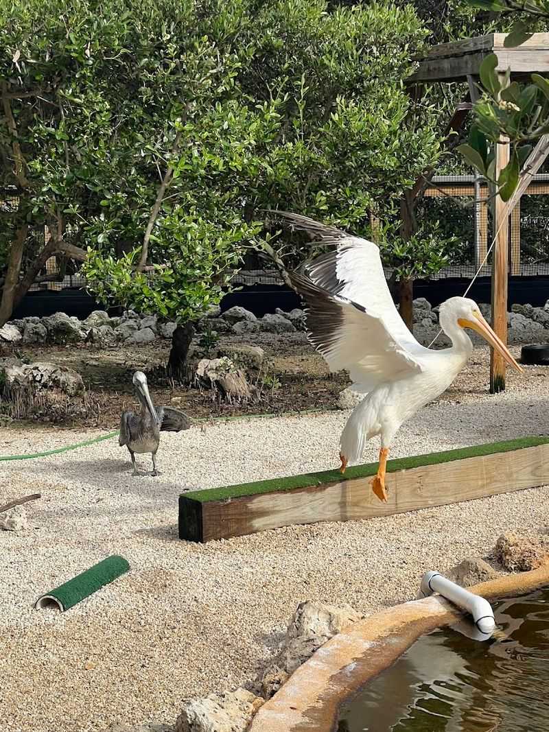 Pelican Feedings and the Best Time to Visit
