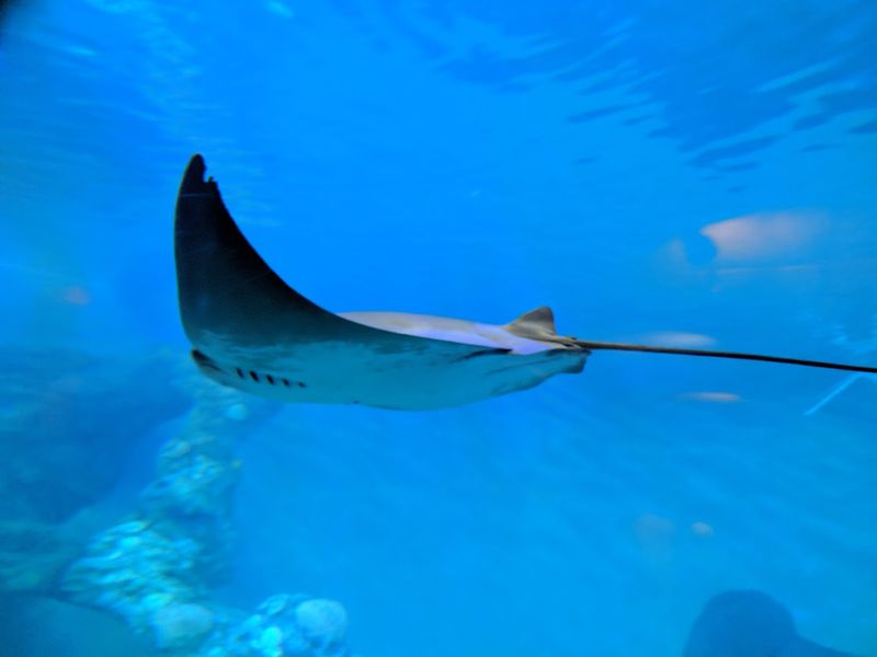 Interactive Stingray Touch Pool Creates Memorable Encounters