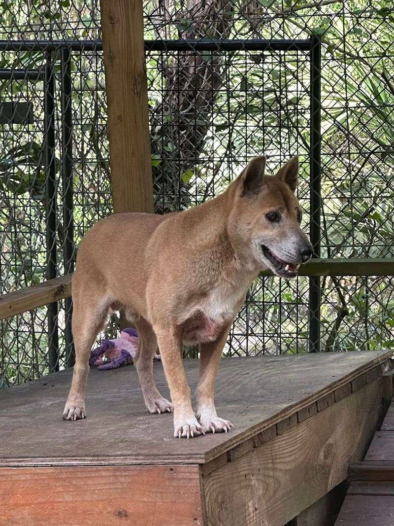 New Guinea Singing Dogs Steal Hearts