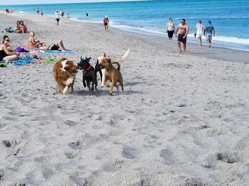 Jupiter Dog Beach – Jupiter