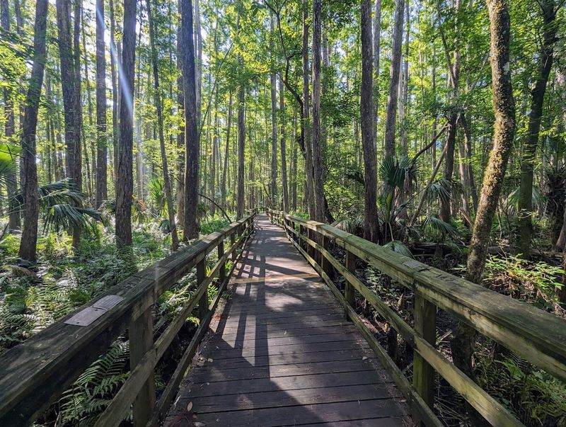 Highlands Hammock State Park — Sebring