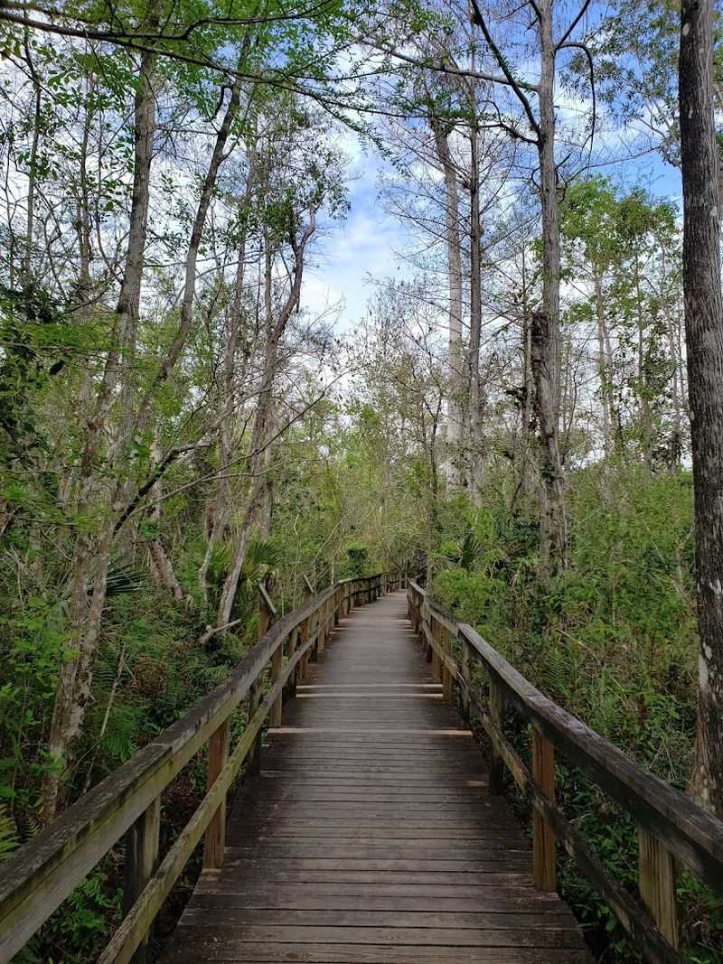 Fakahatchee Strand Preserve State Park
