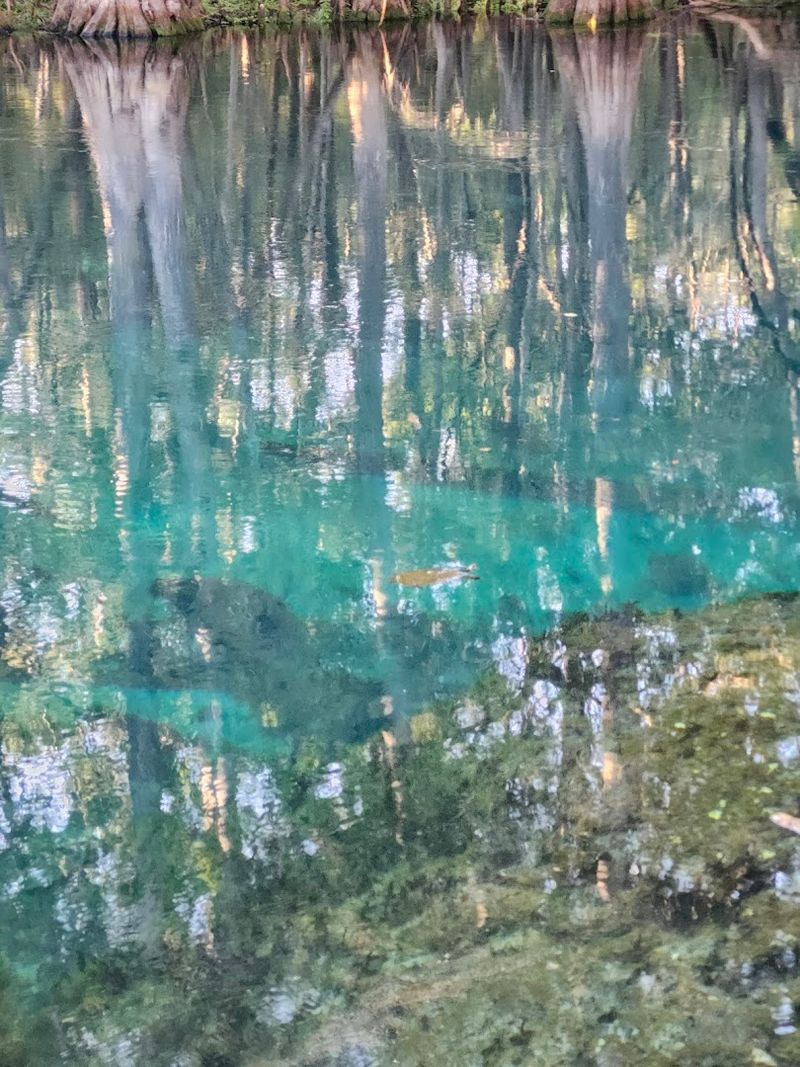 Scuba Diving Into Florida's Underground Cave System