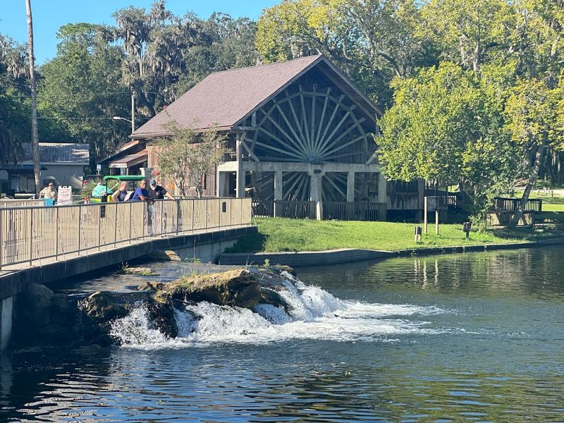 Swimming in Crystal-Clear De Leon Springs After Breakfast