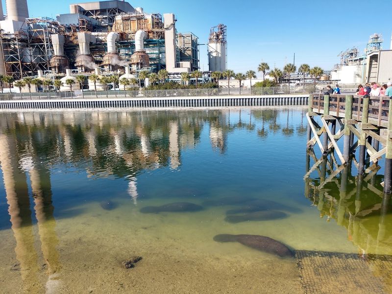 Manatee Viewing Center - Apollo Beach