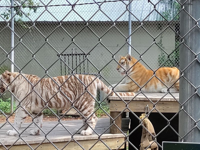 Special Animal Encounters That Go Beyond Basic Admission