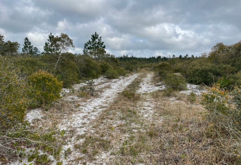 Cedar Key Scrub State Reserve — Cedar Key