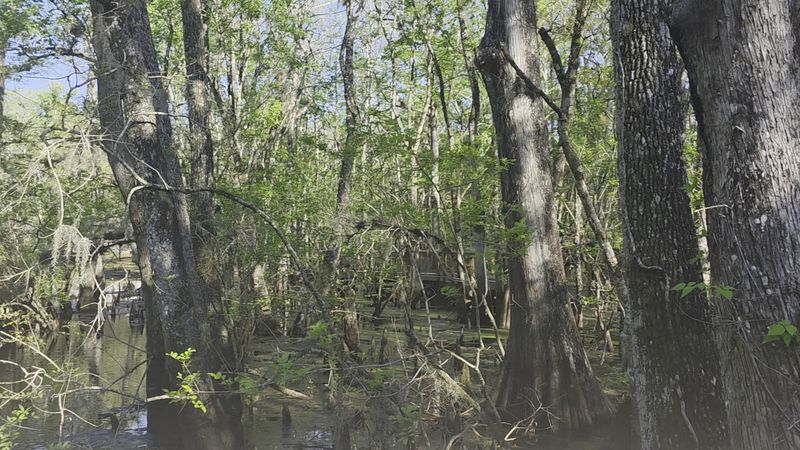 Hiking Trails Through Untouched Florida Wilderness