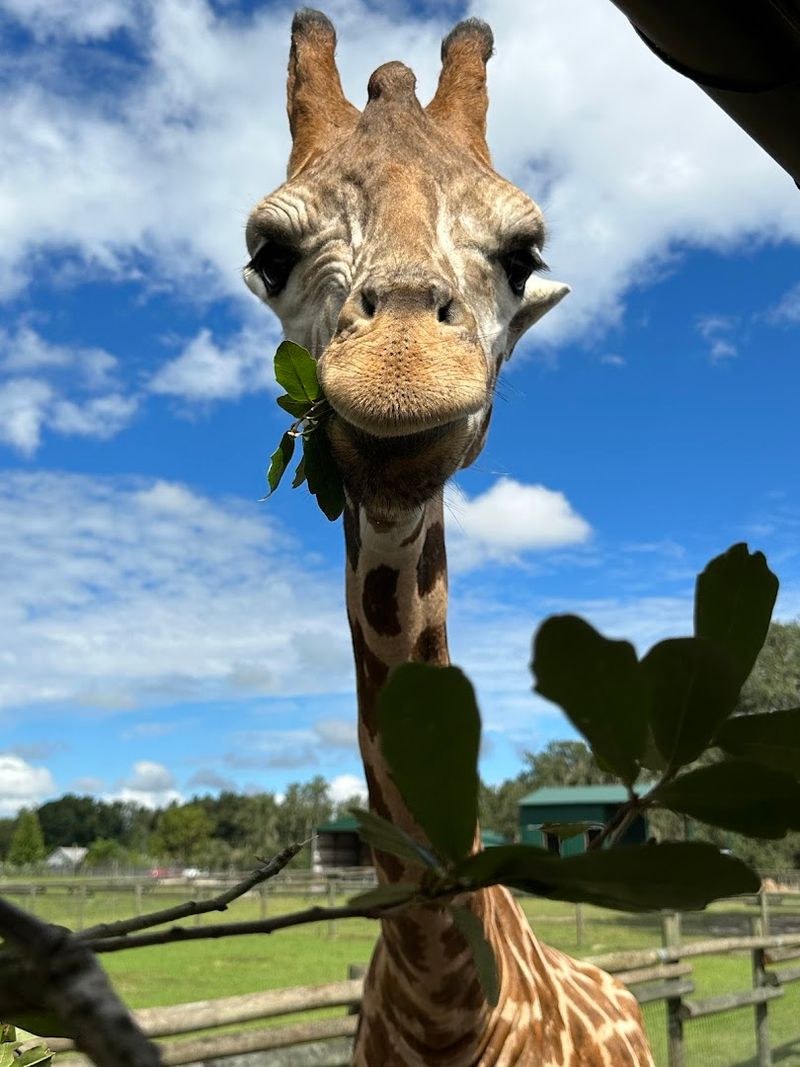 Giraffe Ranch — Dade City