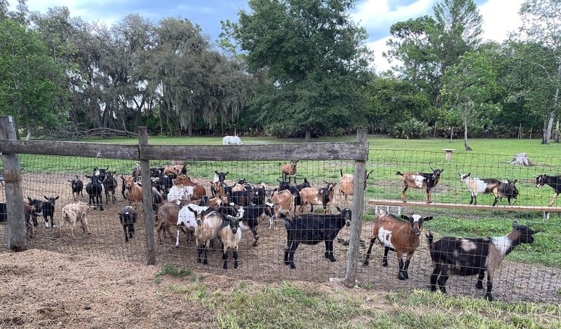 Beautiful Farm Grounds and Setting