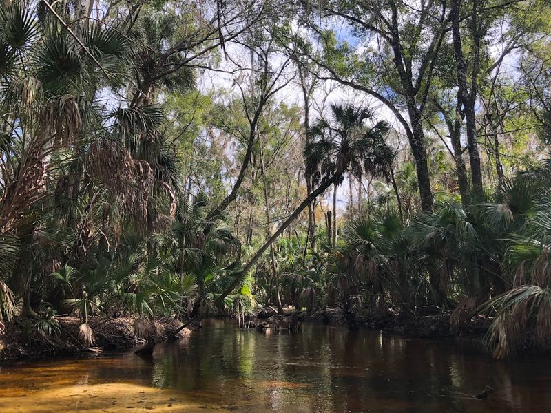 Alafia River State Park — Lithia