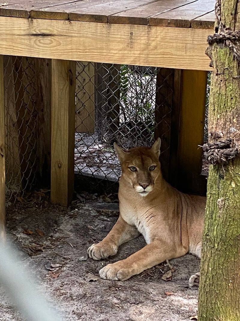 Panthers, Foxes, and Other Rescued Residents