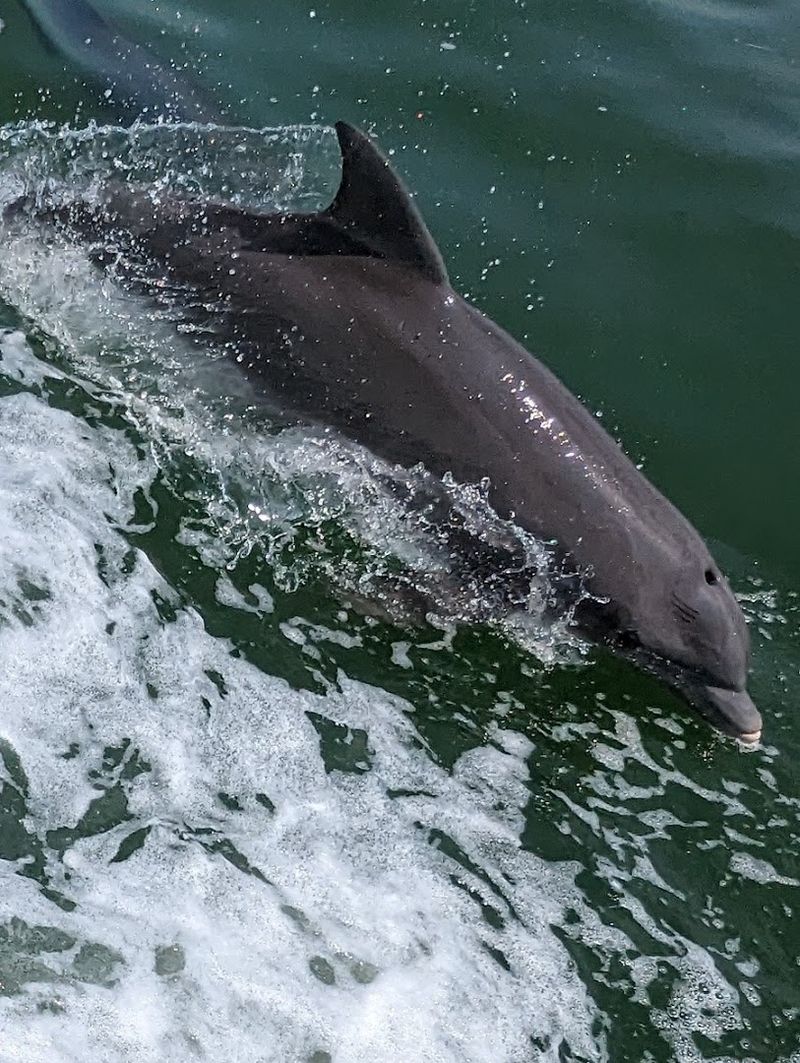 Boat Tours Offer Wildlife Spotting on Clearwater Waters