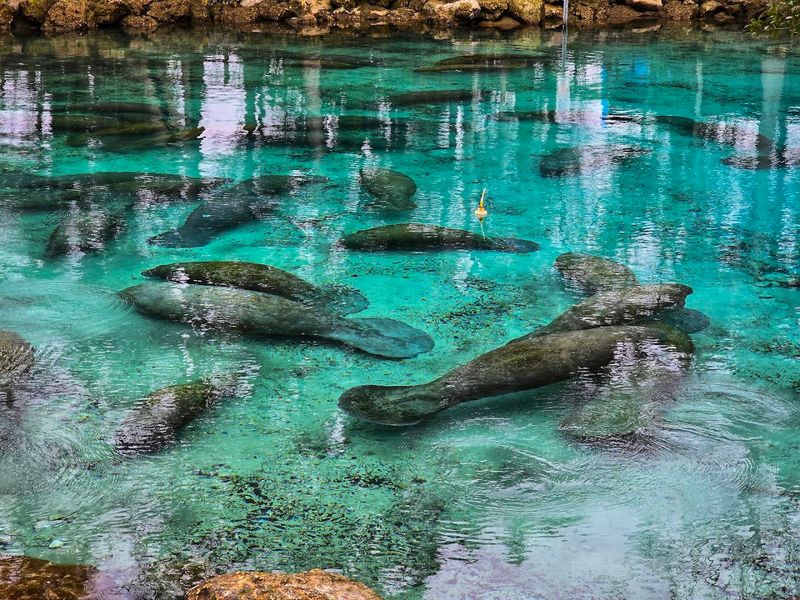 Kings Bay: The Manatee Capital of the World