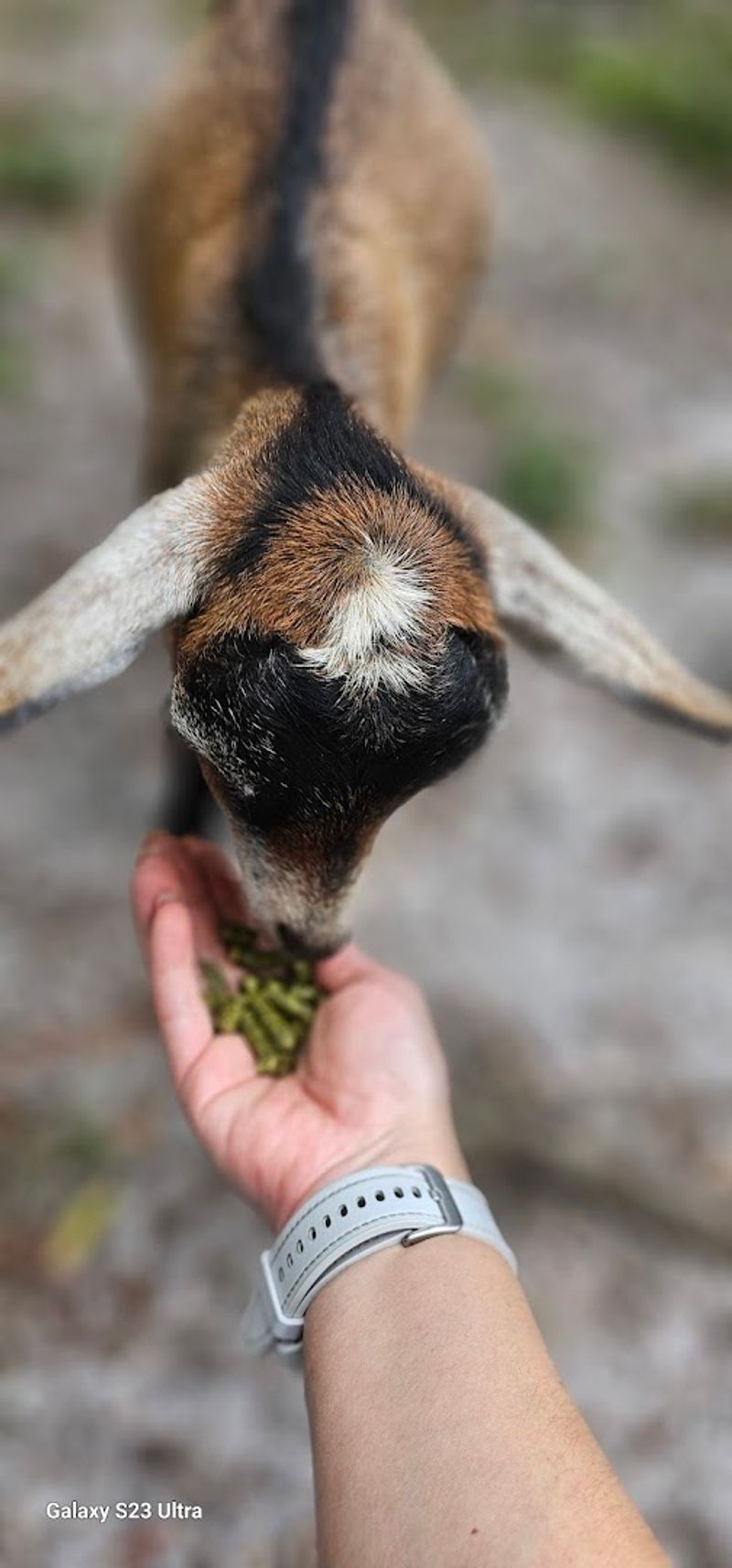 Treat Feeding and Interactive Experiences