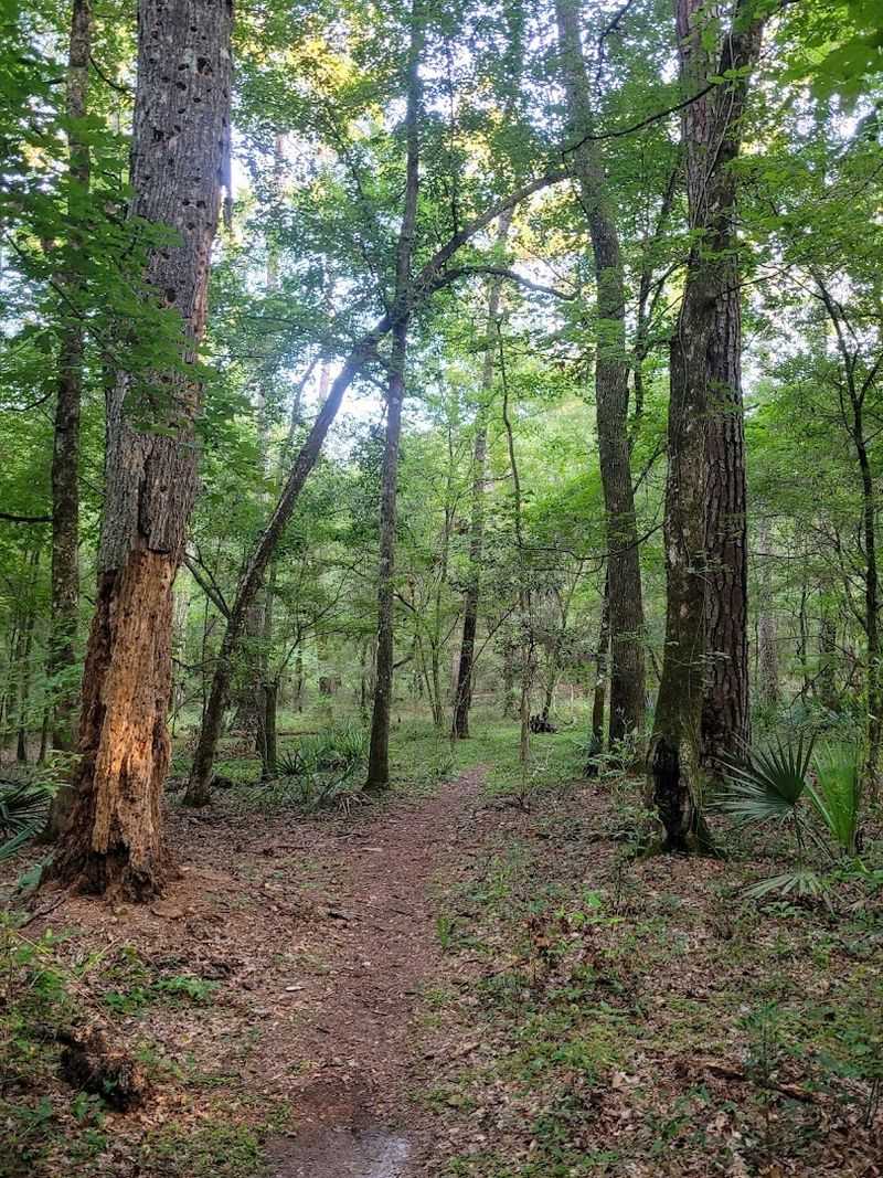 Nature Trails Through Old Florida Wilderness