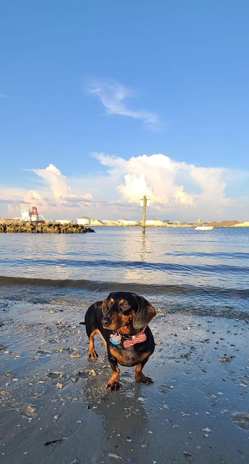 Davis Islands Dog Beach – Tampa