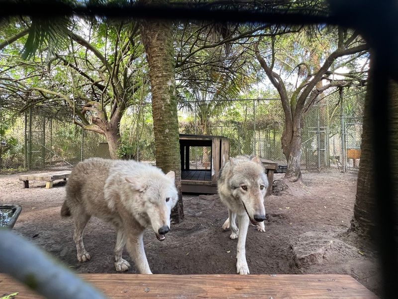 Meet Gentle Rescued Wolves At This One-Of-A-Kind Florida Sanctuary