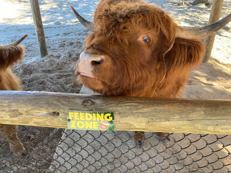 The Petting Farm Where Barnyard Animals Steal Hearts