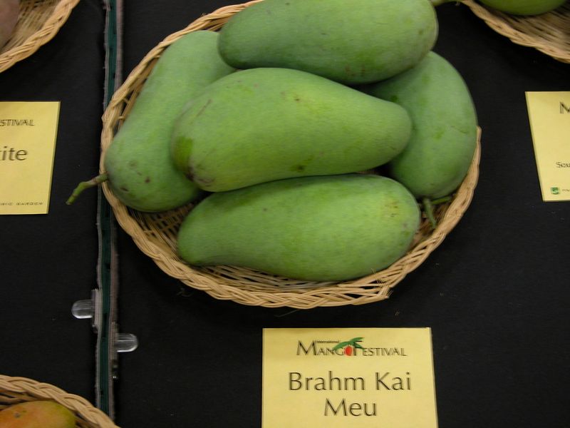 Mango Festival — Coral Gables
