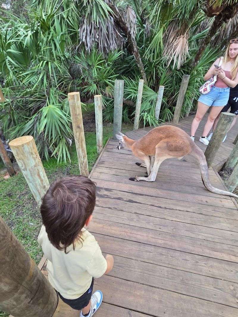 Animal Encounters and Meet-and-Greets