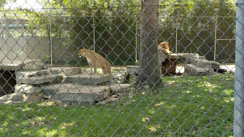 Big Cats Up Close Without The Typical Zoo Sadness
