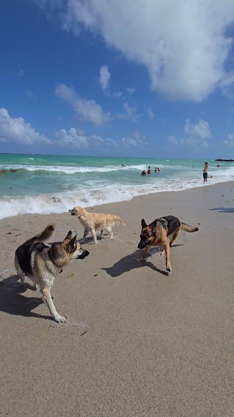 Haulover Beach Dog Park – Miami Beach