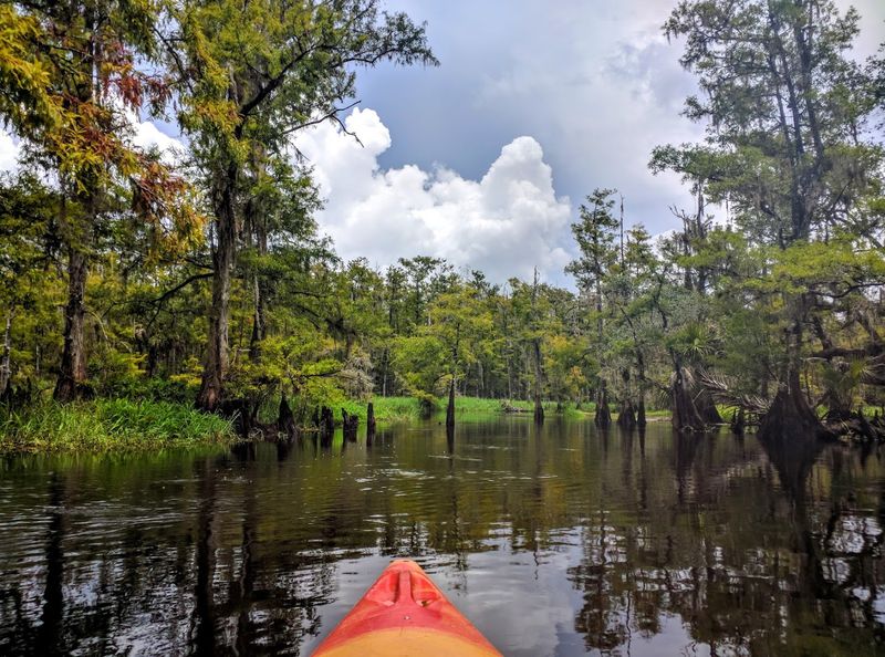 This Scenic Florida Paddle Trail Feels Like A Journey Through Untouched Wilderness