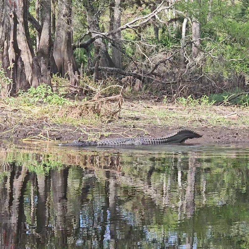 Wildlife Encounters Around Every Bend