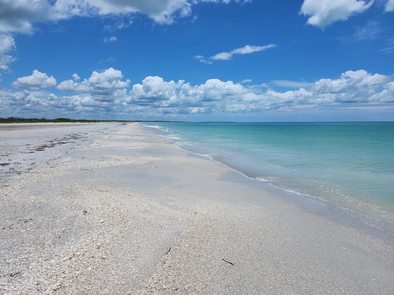 Shell Collector's Paradise Stretches for Miles