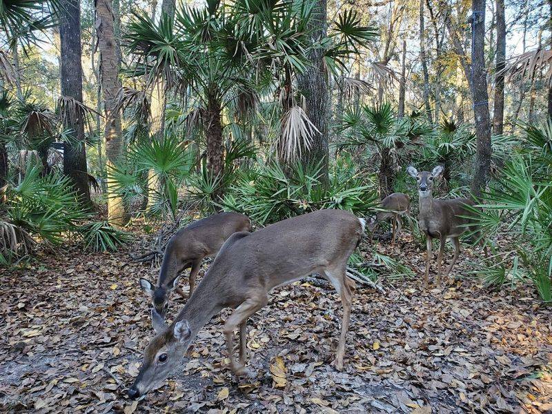 Camping Among Deer and Ancient Oaks